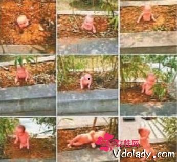 南阳花坛爆料案件最新,真相大白，疑云散去